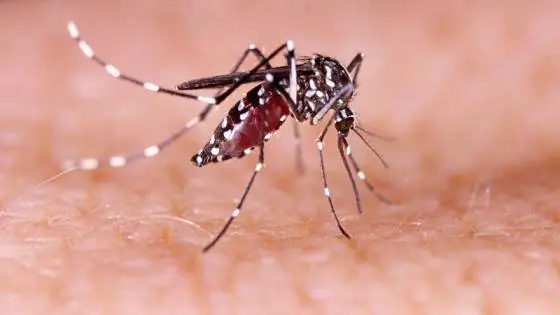 The Rising Threat of Mosquito Viruses in Massachusetts